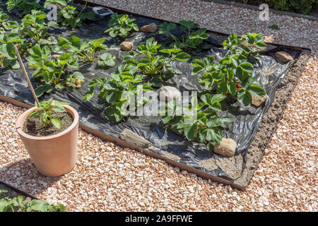 Un lit de fraise recouverte d'aluminium pour le jardinage noir mieux la croissance des fruits Banque D'Images