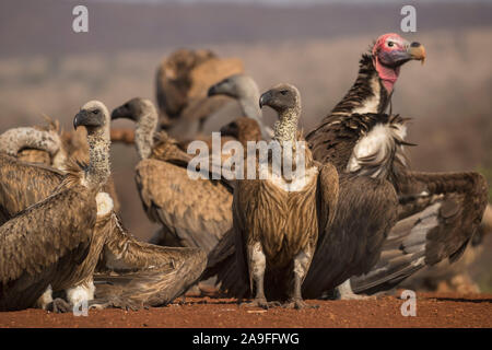 Lappetfaced vulture (Torgos tracheliotos) et whitebacked (vautours Gyps africanus), Zimanga Private Game Reserve, KwaZulu-Natal, Afrique du Sud, Banque D'Images