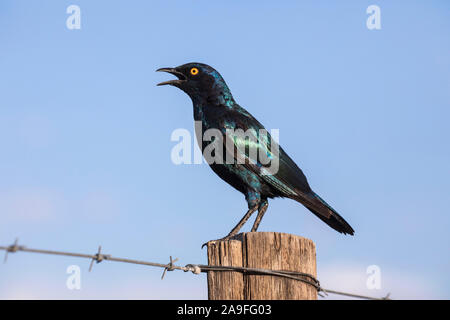 Cape glossy starling (Lamprotornis nitens), transfronitre Kgalagadi, park, Afrique du Sud Banque D'Images