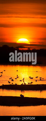 Oiseaux au coucher du soleil.Wildfowl & Wetlands Trust.Martin simple Lancashire. L'Angleterre. Banque D'Images