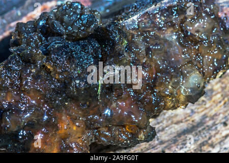 Champignon 'Exidia plana' ou 'Exidia nigricans' La gelée noire.champignon poussant sur le bois en décomposition.au sud-ouest de la France. Banque D'Images