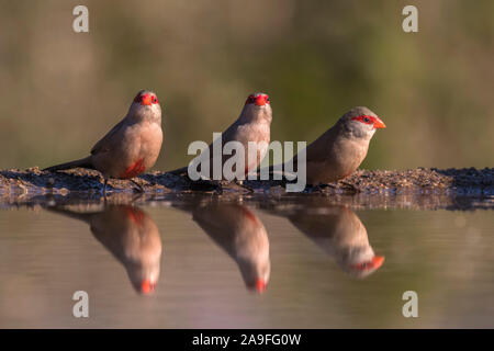 (Estrilda astrild commun waxbills) à l'eau, l'Zimanga Private Game Reserve, KwaZulu-Natal, Afrique du Sud Banque D'Images