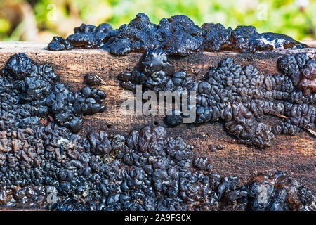 Champignon 'Exidia plana' ou 'Exidia nigricans' La gelée noire.champignon poussant sur le bois en décomposition.au sud-ouest de la France. Banque D'Images