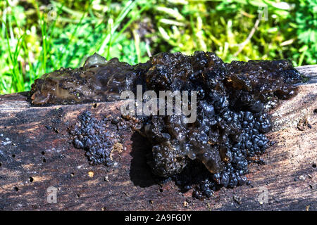 Champignon 'Exidia plana' ou 'Exidia nigricans' La gelée noire.champignon poussant sur le bois en décomposition.au sud-ouest de la France. Banque D'Images