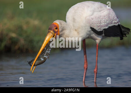 Yellow-billed stork (Mycteria ibis) avec des poissons, le parc national de Chobe, au Botswana Banque D'Images