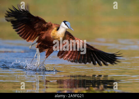 Jacana à poitrine dorée Actophilornis africanus (Afrique), rivière Chobe, au Botswana Banque D'Images