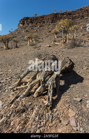 Quiver Tree morts (Aloidendron dichotomum), près de Nieuwoudtville, Northern Cape, Afrique du Sud Banque D'Images