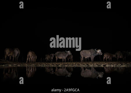 Buffle (Syncerus caffer) la nuit, Zimanga Private Game Reserve, KwaZulu-Natal, Afrique du Sud Banque D'Images