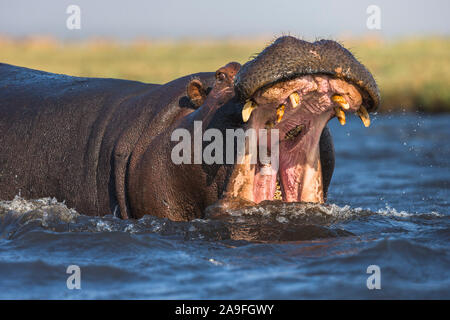 Hippopotame (Hippopotamus amphibius) agression, Chobe national park, Botswana Banque D'Images