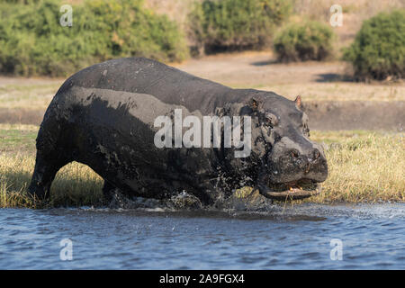 Hippopotame (Hippopotamus amphibius), parc national de Chobe, au Botswana Banque D'Images