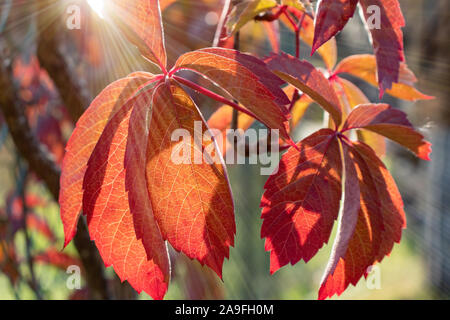 Automne rouge feuille de vigne sur une journée ensoleillée Banque D'Images