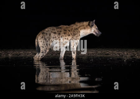 L'Hyène tachetée (Crocuta crocuta) à l'eau dans la nuit, Zimanga Private Game Reserve, KwaZulu-Natal, Afrique du Sud Banque D'Images
