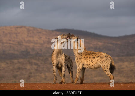 L'Hyène tachetée (Crocuta crocuta),, Zimanga Private Game Reserve, KwaZulu-Natal, Afrique du Sud Banque D'Images