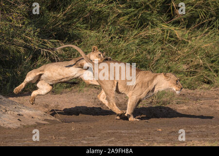 Les lions (Panthera leo), Zimanga playfighting Private Game Reserve, KwaZulu-Natal, Afrique du Sud Banque D'Images