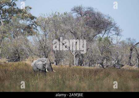 Elephant (Loxodonta africana) dans des roseaux dans NP Moremi (Khwai), Botswana Banque D'Images