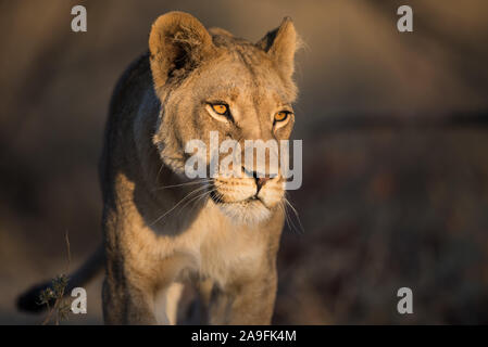 Portrait d'une jeune lionne (Panthera leo) au début de la lumière du soleil du matin en NP Moremi (Khwai), Botswana Banque D'Images