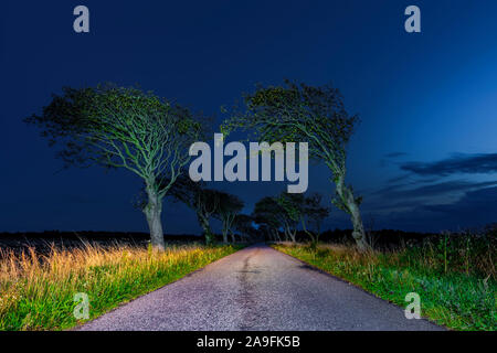 Vieil arbre alley à l'heure bleue Banque D'Images