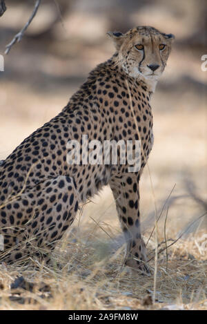 Beau Guépard (Acinonyx jubatus) en NP Moremi (Khwai), Botswana Banque D'Images