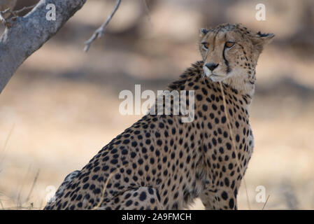 Beau Guépard (Acinonyx jubatus) en NP Moremi (Khwai), Botswana Banque D'Images