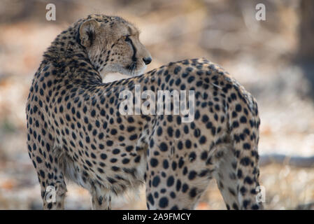 Beau Guépard (Acinonyx jubatus) en NP Moremi (Khwai), Botswana Banque D'Images