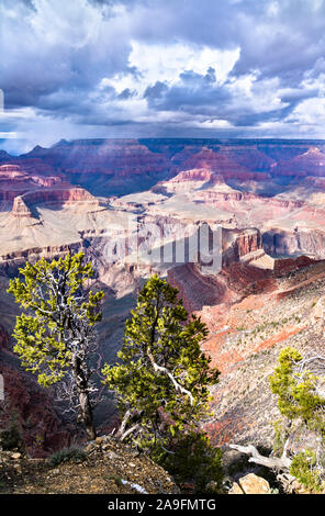 Des arbres sur la rive sud du Grand Canyon Banque D'Images