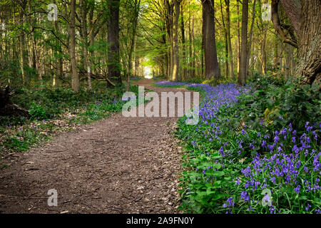 Chemin forestier avec bluebells, ressort de marche entre forêt Banque D'Images