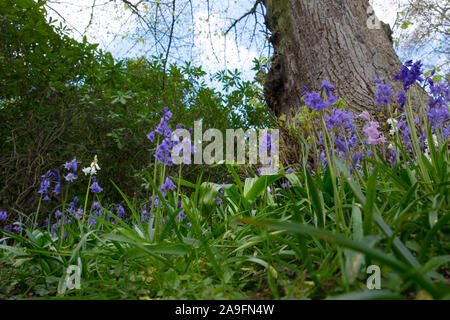 L'espagnol et l'anglais bluebell bluebell hybrides dans la forêt, bleu et rose et blanc bluebells Banque D'Images