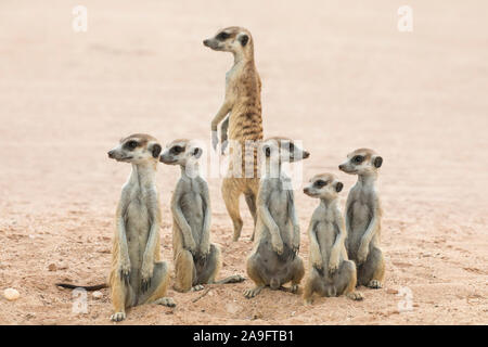 Les suricates (Suricata suricatta), Kgalagadi Transfrontier Park, Northern Cape, Afrique du Sud Banque D'Images