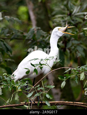 Grande Aigrette perchée sur une branche l'alimentation avec un poisson dans sa beck et d'exposer son corps, tête, bec, oeil, le plumage blanc avec un joli bokeh feuillage Banque D'Images