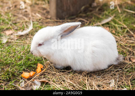 Mignon lapin de pâques blanc manger à l'extérieur de la carotte Banque D'Images