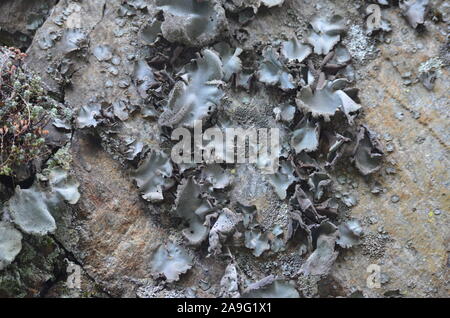 Les lichens couvrant une falaise mur dans la Sierra de la Demanda, La Rioja, dans le Nord de l'Espagne Banque D'Images