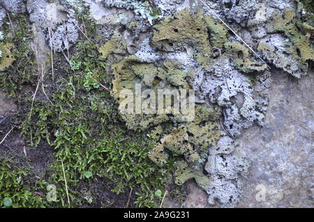 Les lichens couvrant une falaise mur dans la Sierra de la Demanda, La Rioja, dans le Nord de l'Espagne Banque D'Images