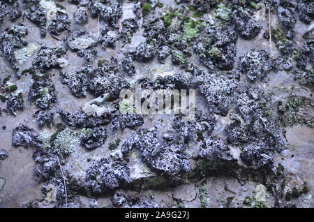 Les lichens couvrant une falaise mur dans la Sierra de la Demanda, La Rioja, dans le Nord de l'Espagne Banque D'Images