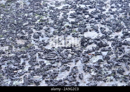 Les lichens couvrant une falaise mur dans la Sierra de la Demanda, La Rioja, dans le Nord de l'Espagne Banque D'Images