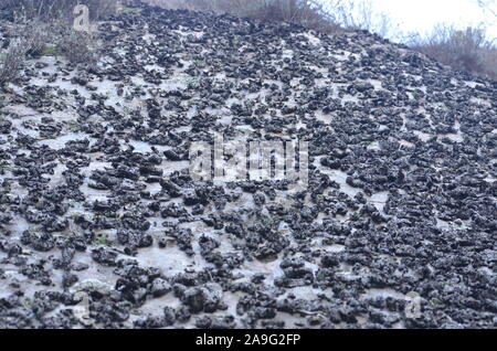 Les lichens couvrant une falaise mur dans la Sierra de la Demanda, La Rioja, dans le Nord de l'Espagne Banque D'Images