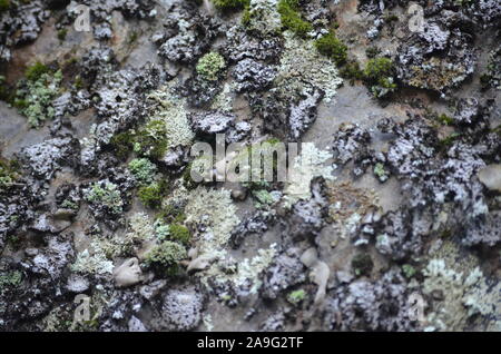 Les lichens couvrant une falaise mur dans la Sierra de la Demanda, La Rioja, dans le Nord de l'Espagne Banque D'Images