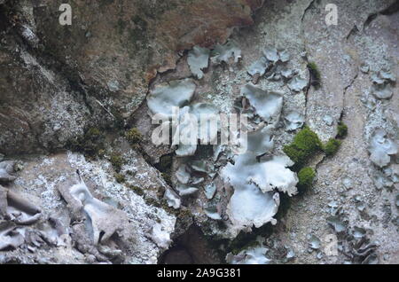 Les lichens couvrant une falaise mur dans la Sierra de la Demanda, La Rioja, dans le Nord de l'Espagne Banque D'Images