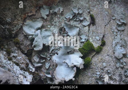 Les lichens couvrant une falaise mur dans la Sierra de la Demanda, La Rioja, dans le Nord de l'Espagne Banque D'Images