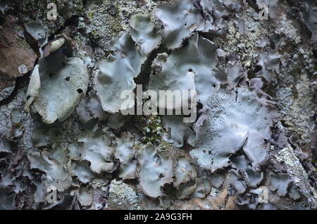 Les lichens couvrant une falaise mur dans la Sierra de la Demanda, La Rioja, dans le Nord de l'Espagne Banque D'Images