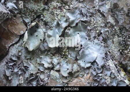 Les lichens couvrant une falaise mur dans la Sierra de la Demanda, La Rioja, dans le Nord de l'Espagne Banque D'Images