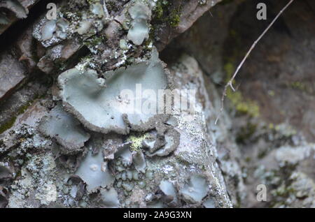 Les lichens couvrant une falaise mur dans la Sierra de la Demanda, La Rioja, dans le Nord de l'Espagne Banque D'Images