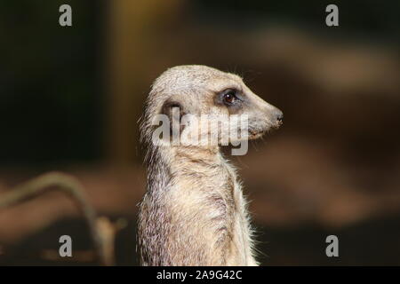 Profil latéral d'une suricate Banque D'Images