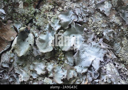 Les lichens couvrant une falaise mur dans la Sierra de la Demanda, La Rioja, dans le Nord de l'Espagne Banque D'Images