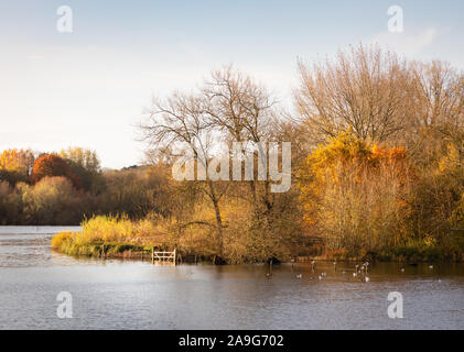 Daventry Country Park, Northamptonshire, Royaume-Uni: La lumière du soleil du matin capture les couleurs automnales des feuilles sur les arbres qui se tiennent au bord de l'eau. Banque D'Images