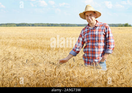 Agriculteur de chapeau de paille de blé par des épillets de toucher sa main à un champ Banque D'Images