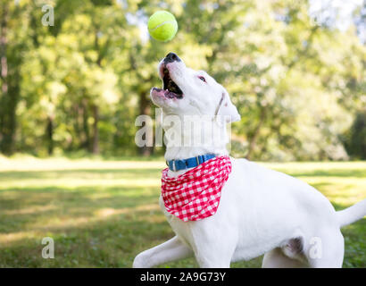 Un livre blanc Retriever dog avec marquage brun portant un foulard à carreaux rouges et blancs, attraper une balle en l'air Banque D'Images