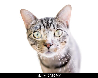 Un grand chat tabby shorthair domestique aux yeux bleus sur fond blanc Banque D'Images