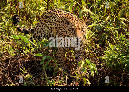 Jaguar femelle sur Rio Cuiaba berge, Porto Jofre, au Brésil. Banque D'Images