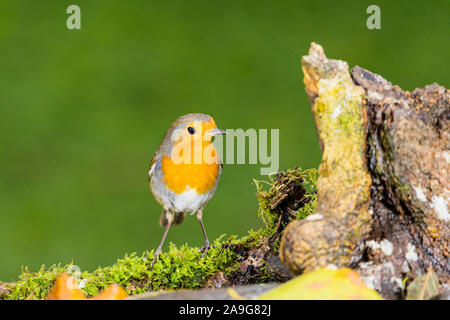 Un mâle de nourriture robin à l'automne en Pays de Galles Banque D'Images