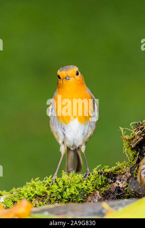 Un mâle de nourriture robin à l'automne en Pays de Galles Banque D'Images